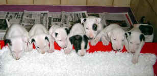 A bunch of babies