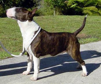 Ch Boromir Enchantra Bull Terrier