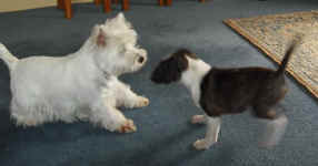 Juno playing with Van's westies
