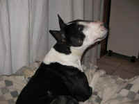 Roxy, much loved pet of Marlene and family