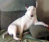 The Simi relaxing