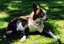 Ch Boromir Black Widow at 14 years