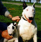 Boss and Puffin