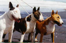 Boss, Amy and Jake on the beach