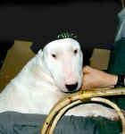 Brie trying for another seat