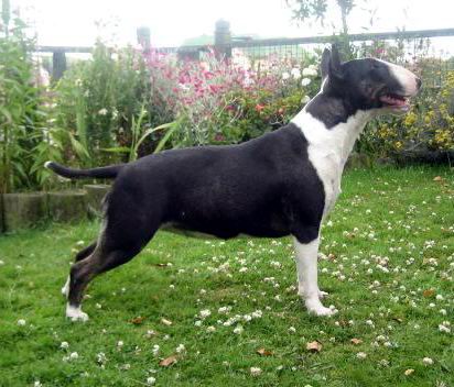 Blackjack stud runner