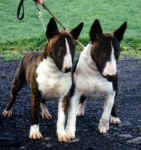 Stella and Satch