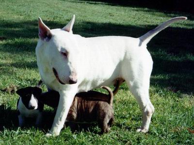 Sledge with The Extremist (Satch) and Black Widow (Stella) in 1993
