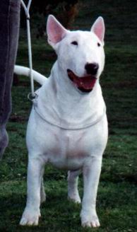 Ch Tehiwinui Aragorn (Imp Aust)